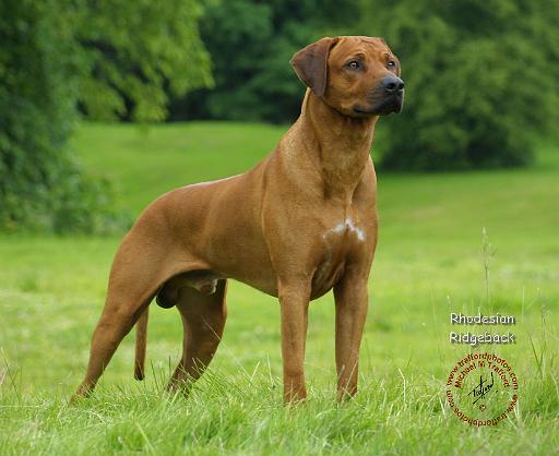 Rhodesian Ridgeback 9M046D-13.JPG